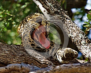 Yawning Leopard