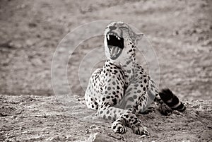 Yawning Leopard