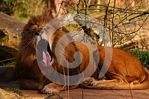 Yawning lion