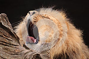 Yawning lion