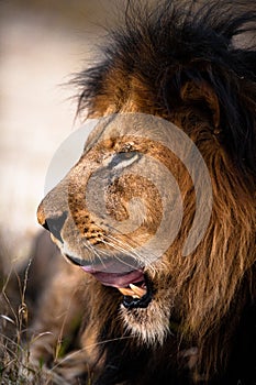 Yawning lion