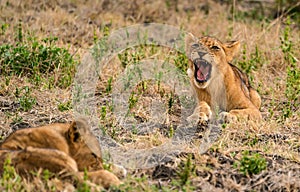 Yawning lion boy - South Luangwa NP Zambia photo