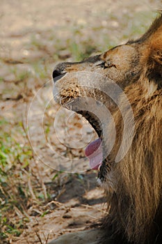 A yawning lion getting ready for a nap