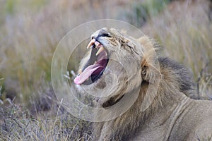 Yawning Lion at the Karoo National Park in the Great Karoo, South Africa