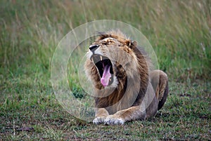 Yawning lion lying on the ground shot in the Masai Mara Reserve in Kenya