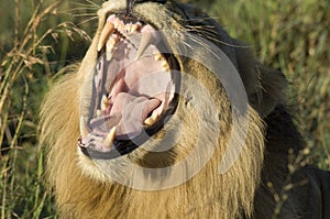 Lion - mouth wide open, South Africa. Yawning lioness with terrifying teeth.