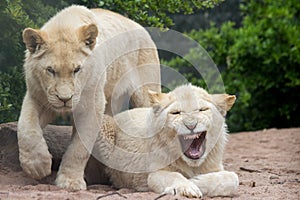 Yawning Lion