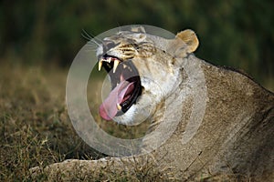 Yawning Lioness