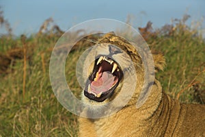 Yawning lioness