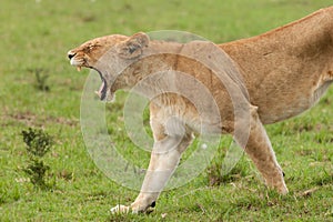 A yawning lioness on the grasslands