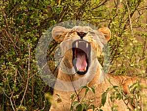 Yawning lioness in Kenya