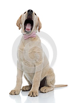 Yawning little labrador retriever puppy wearing pink bow tie