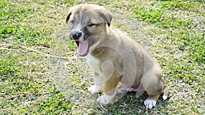 Yawning little puppy clicked from a top angle in a public park