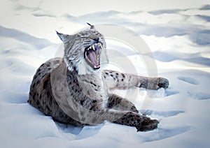 Yawning Lynx lying on the white background