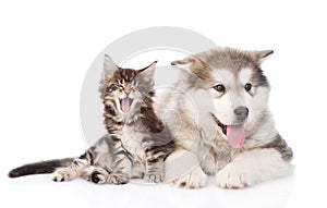 Yawning maine coon cat and alaskan malamute dog together. isolated