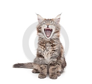 Yawning maine coon kitten