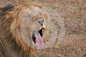 Sleepy male lion opens its mouth and exposes its long pink tongue