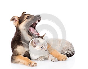 Yawning mixed breed dog lying with small cat. isolated on white