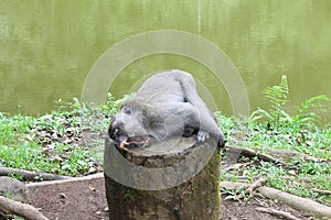 Yawning Monkey in Puncak, Indonesia