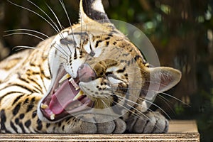 Yawning Ocelot Close Up