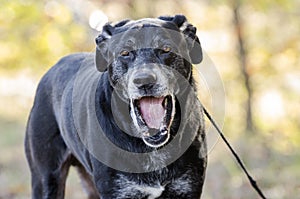 Yawning old Back Labrador Retriever dog with gray muzzle