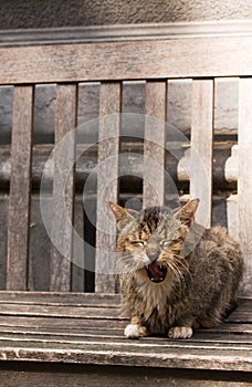 Yawning old cat sitting on bench