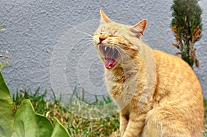 A yawning orange Felis Catus cat photo