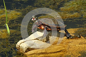 Yawning Painted Turtle