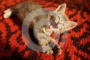 Yawning pale grey kitten on the red carpet floor, meowing kitten portrait. Funny pets. Cute domestic animals. Cat yawns