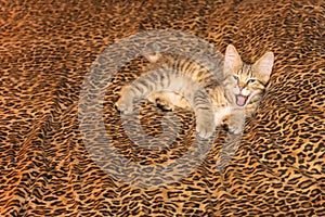 Yawning Pixie Bob Kitten on Leopard Sheet