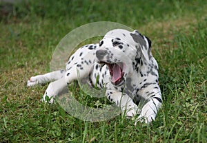 Yawning puppy isolated