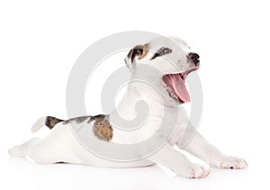 Yawning puppy. isolated on white background