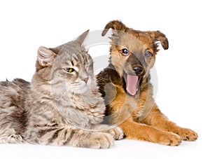 Yawning puppy and kitten together. isolated on white background