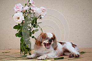 A yawning puppy next to a bouquet of roses