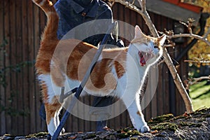 A yawning red and white cat. A cat is angry and hisses