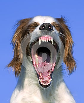 Yawning red and white irish setter