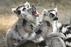 Yawning Ring-tailed Lemur with group