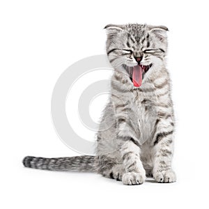 Yawning Scottish kitten