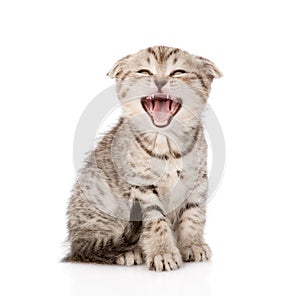 Yawning Scottish kitten sitting in front. isolated