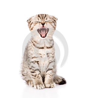 Yawning scottish kitten sitting in front. isolated