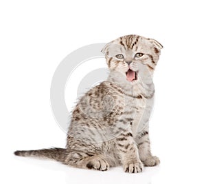 Yawning Scottish kitten sitting in front. isolated