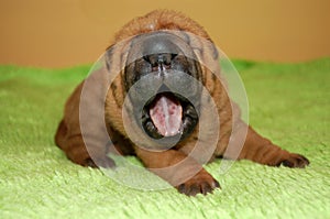 Yawning shar pei baby photo
