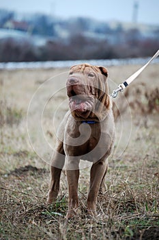 Yawning shar pei dog