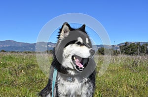 Yawning Siberian Husky Dog in a Lush Field