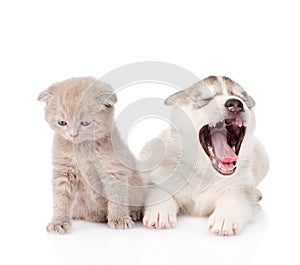 Yawning Siberian Husky puppy dog and small scottish cat together. isolated on white