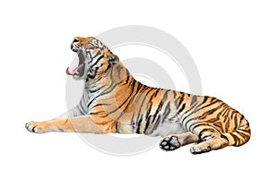 Yawning siberian tiger isolated on white