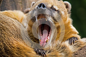 Yawning south american coati