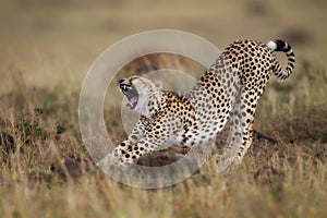 Yawning and stretching Cheetah, Masai Mara