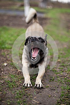 Yawning stretching small mongrel dog