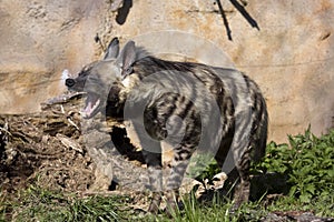 Yawning Striped Hyaena, Hyaena Hyaena sultana